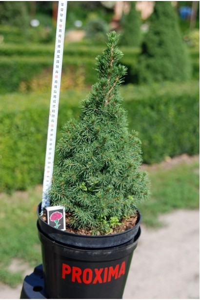 Ялина канадська Коніка саджанець 30-40 см