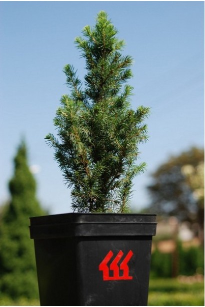 Ялина канадська Коніка | Picea glauca Conica | Ель канадская Коника