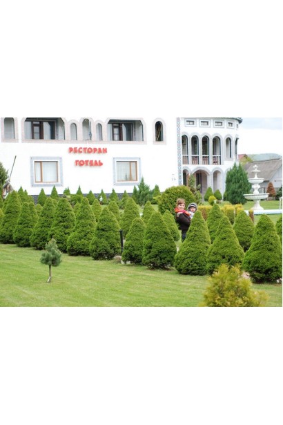 Picea canadensis Conica