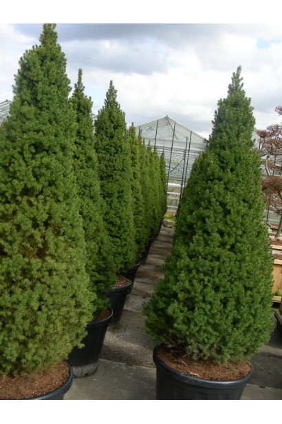 Ялина канадська Коніка