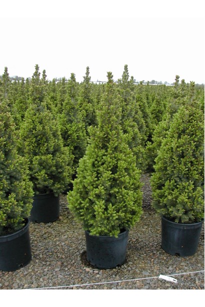 Ялина сиза Коніка саджанці