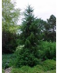 Ель сербская Колоновидная | Ялина сербська Колоновидна | Picea omorika
