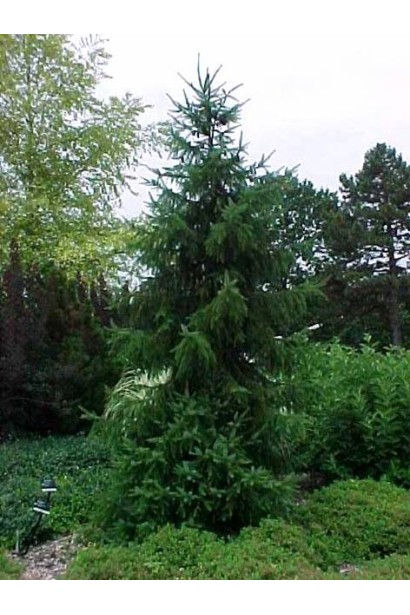 Ялина сербська Колоновидна