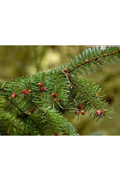 Зелена коротка хвоя ялини сербської