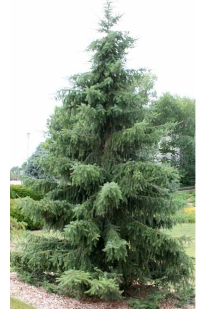 Ялина сербська