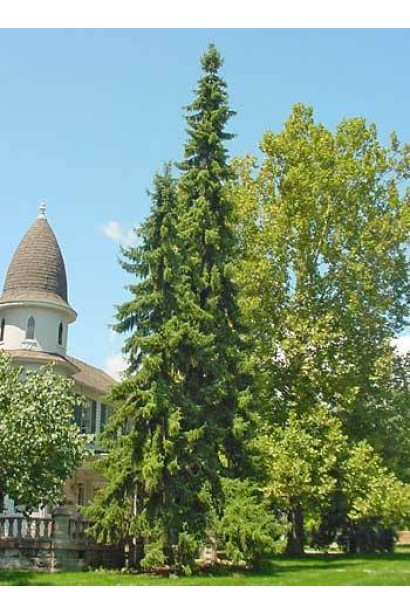 Ялина сербська колоновидна в ландшафті