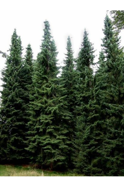 Вузькоколоновидна ялина сербська