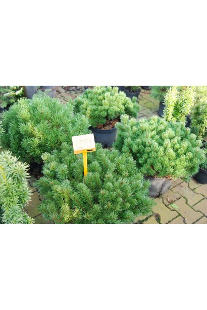 Невибаглива гірська сосна з компактною кроною.