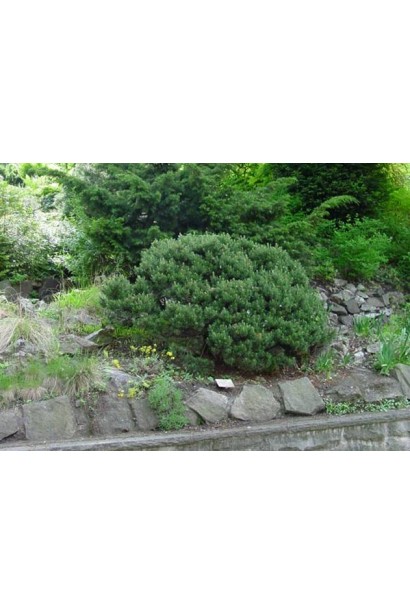 Сосна Пуміліо з кулястою густою формою.