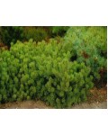 Сосна горная Пумилио | Сосна гірська Пуміліо | Pinus mugo Pumilio