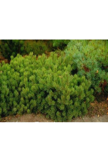 Сосна Пуміліо з густою зеленою хвоєю.