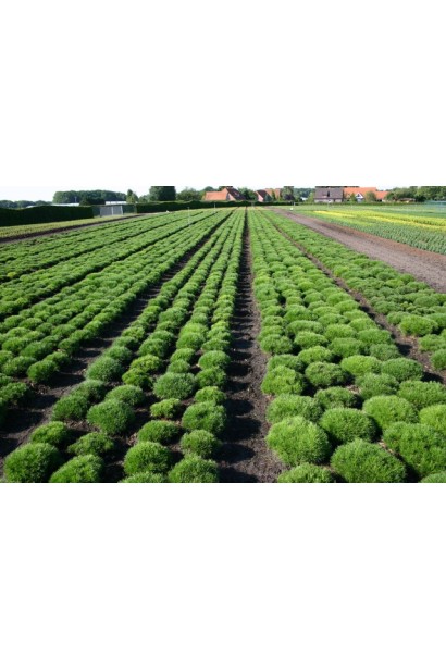 Сосна гірська Пуміліо в садовому центрі