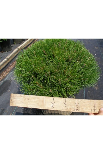 Низькоросла сосна для ландшафтного оформлення.