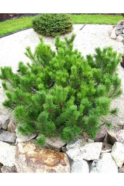 Пуміліо – хвойний шедевр для декоративного саду.