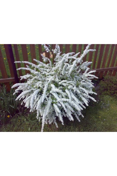 Ніжна біла краса спіреї сірої Грефшейм.