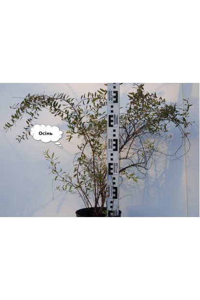 Спірея сіра Грефшейм / Грефшайм восени