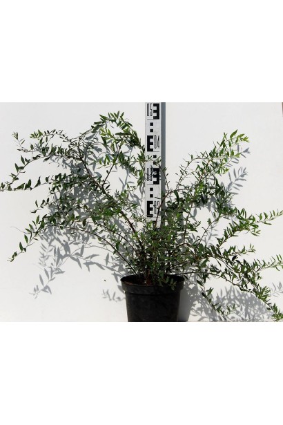 Спірея сіра Грефшейм / Грефшайм