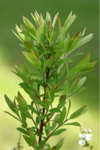 Spiraea cinerea Grefsheim