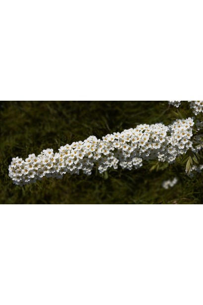 Спірея Грефшейм — чарівність весняного цвітіння.