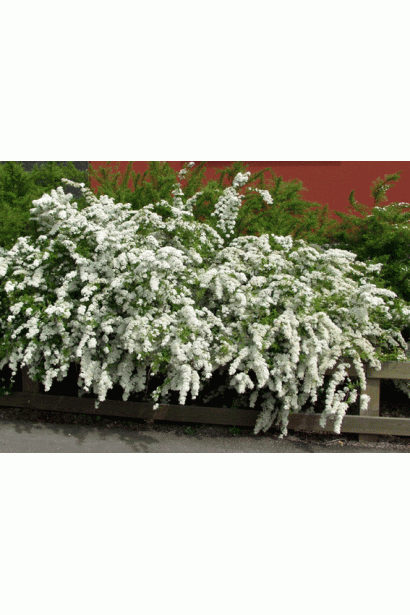 Спірея сіра Грефшейм із каскадом білих квітів.