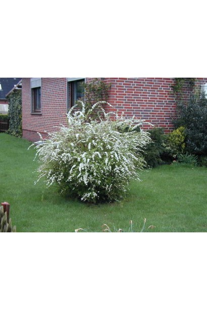 Грефшейм — розкішна спірея для весняного саду.