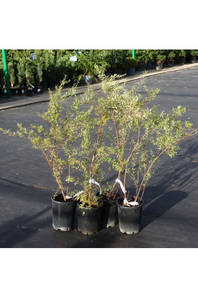 Грефшейм — густо квітучий кущ для садового дизайну.