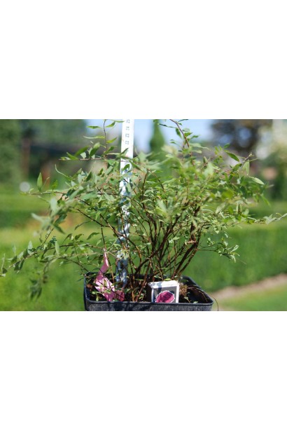 Спірея сіра Грефшейм / Грефшайм