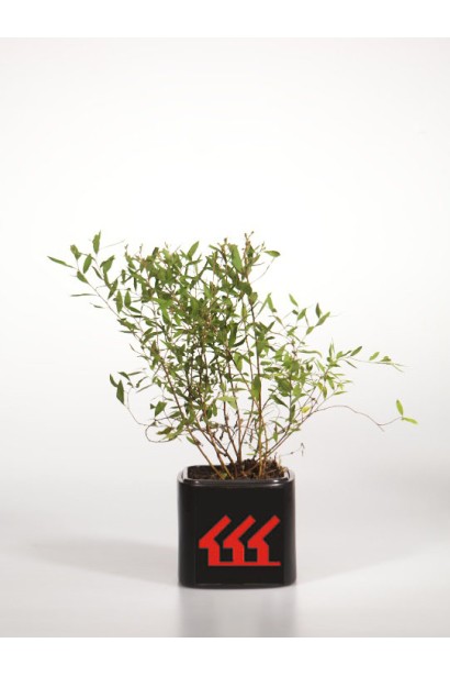 Spiraea cinerea Grefsheim