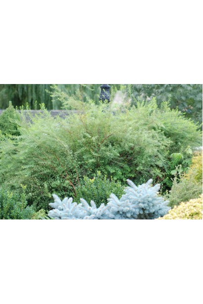 Ідеальний вибір для живоплоту — спірея Грефшейм.