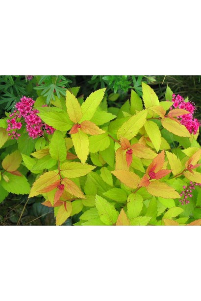 Спірея японська Голдфлейм