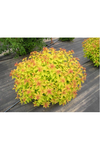 Спірея Голдфлейм — універсальна рослина для яскравих композицій.