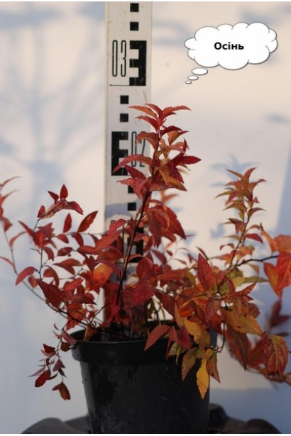 Спірея японська Голдфлейм восени