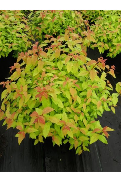 Спірея японська Голдфлейм