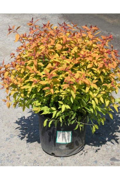 Компактний кущ спіреї Голдфлейм для прикраси саду.