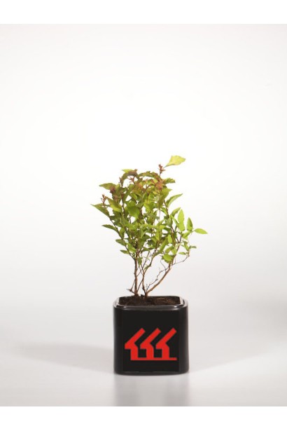 Spiraea japonica Goldflame