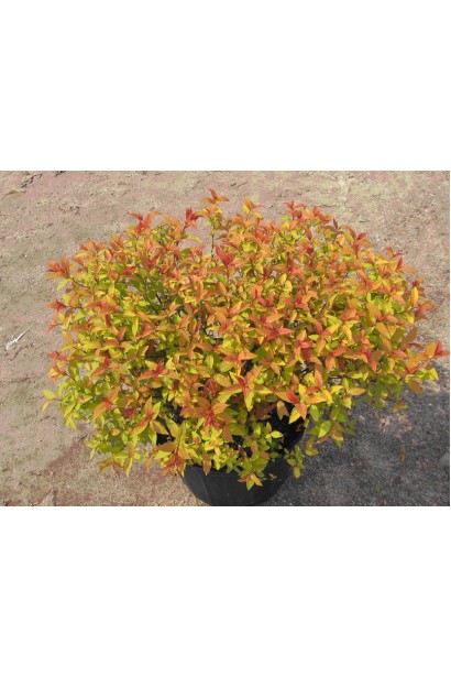 Листя спіреї Голдфлейм змінюється від золотистого до червоного.