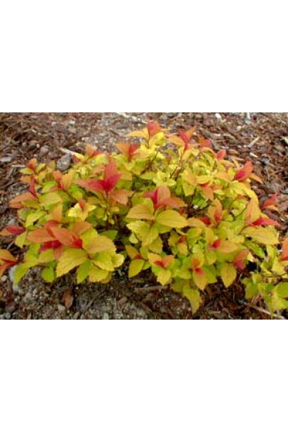 Spiraea japonica Goldflame
