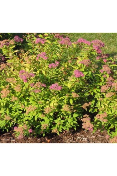 Спірея японська Голдфлейм з яскравими листям та квітами.