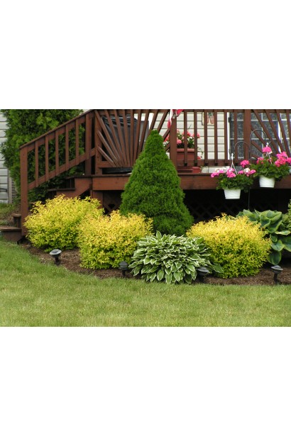 Спірея японська Голдфлейм в ландшафті