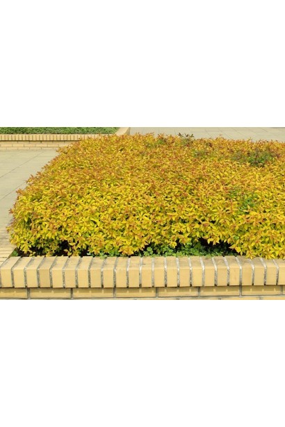 Спірея Голдфлейм на клумбі