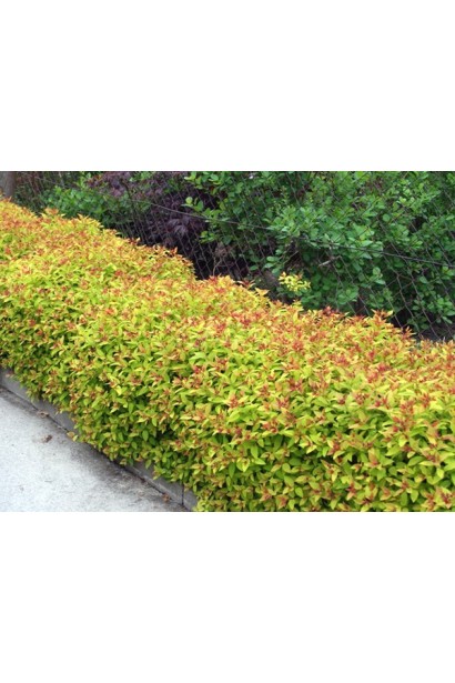 Спірея японська Голдфлейм — ідеальна рослина для живоплоту