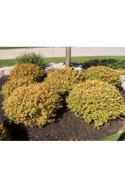 Спірея Голдфлейм із золотистими листям.