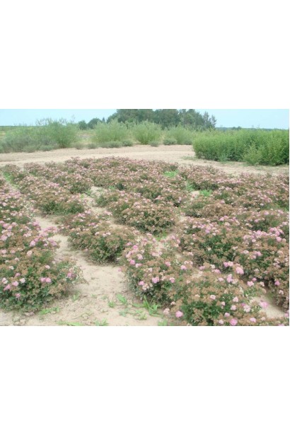 Spiraea japonica Little Princess
