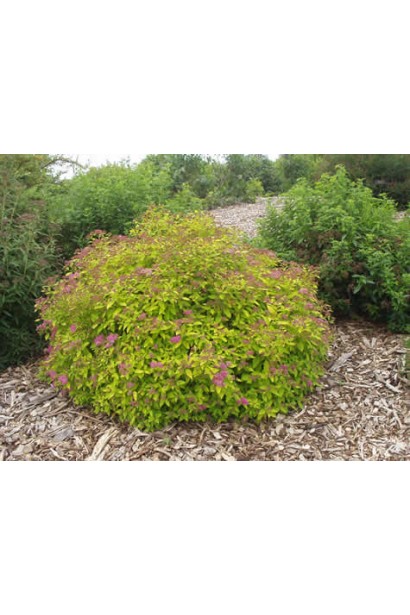 Спірея японська Літл Принцесс (рожева)