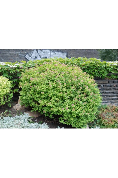 Декоративний акцент для ландшафту – спірея Літл Принцесс.