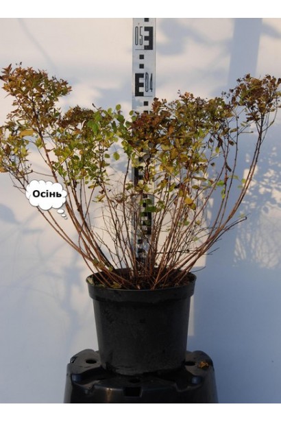 Спірея японська Літл Принцесс (рожева) восени