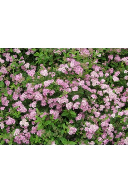 Спірея Літл Принцесс з ніжно-рожевими квітами.