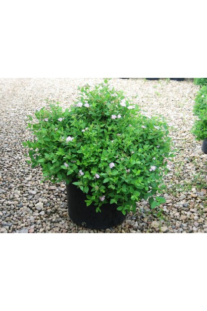 Спірея японська Літл Принцесс (рожева)