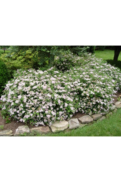 Спірея Літл Принцесс із декоративним листям і суцвіттями.