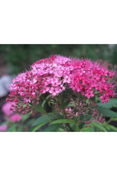 Ніжно-рожеве цвітіння спіреї Літл Принцесс прикрашає сад.